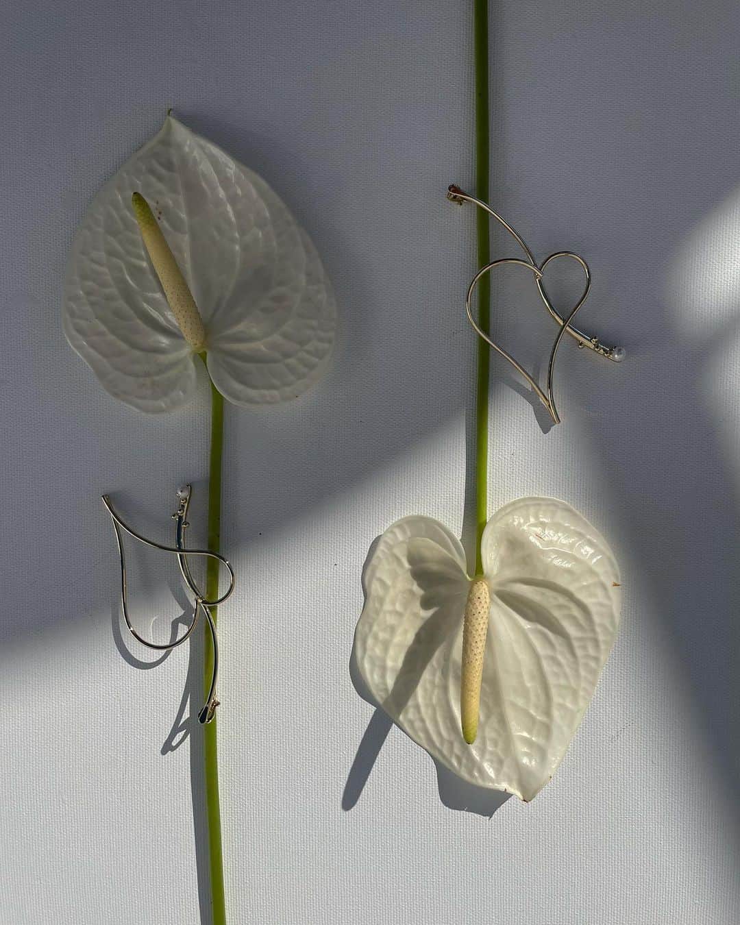 MICA   rippmonsterのインスタグラム：「Anthurium…🫧  onlineからご案内しております🤍」