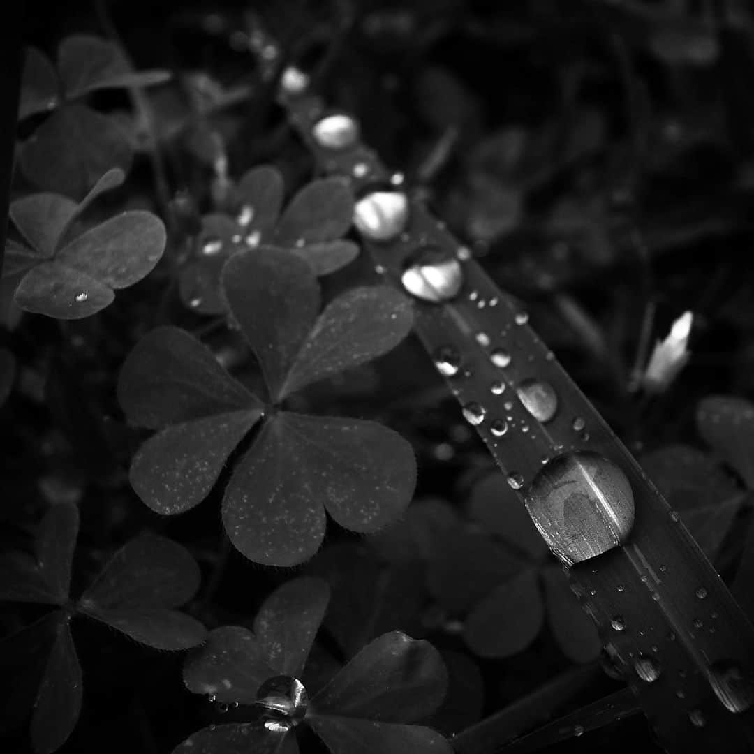 Halさんのインスタグラム写真 - (HalInstagram)「* * A rainy day☂️ * * ジメジメしたお天気は嫌だけど、写真を撮るのは楽しい。 モノクロの紫陽花も割といいと思う。 ５枚目の写真は前に一度上げたけど、何故か削除されてしまったものです。 * * #grsnaps #shootgr #gr_meet_japan #grdigital4 #ricohgr  #igersjp  #jp_gallery_member  #team_jp_モノクロ #wp_bnw  #jj_blackwhite #picturetokeep_bnw #pr0ject_bnw #bnw_of_our_world  #bnw_lightandshadow  #fair_noir  #i_c_part #bwモノクロ写真マニア #bnw_quebec #sharaku_photostudio  #rustlord_bnw  #streetphotography_bw  #streetphotography #streetsnap #moments_in_streetlife #igworldclub_street #mystreet_bnw  #ricoh_gr_women #reco_ig #streetartjaponism」7月1日 10時46分 - hal_h1010