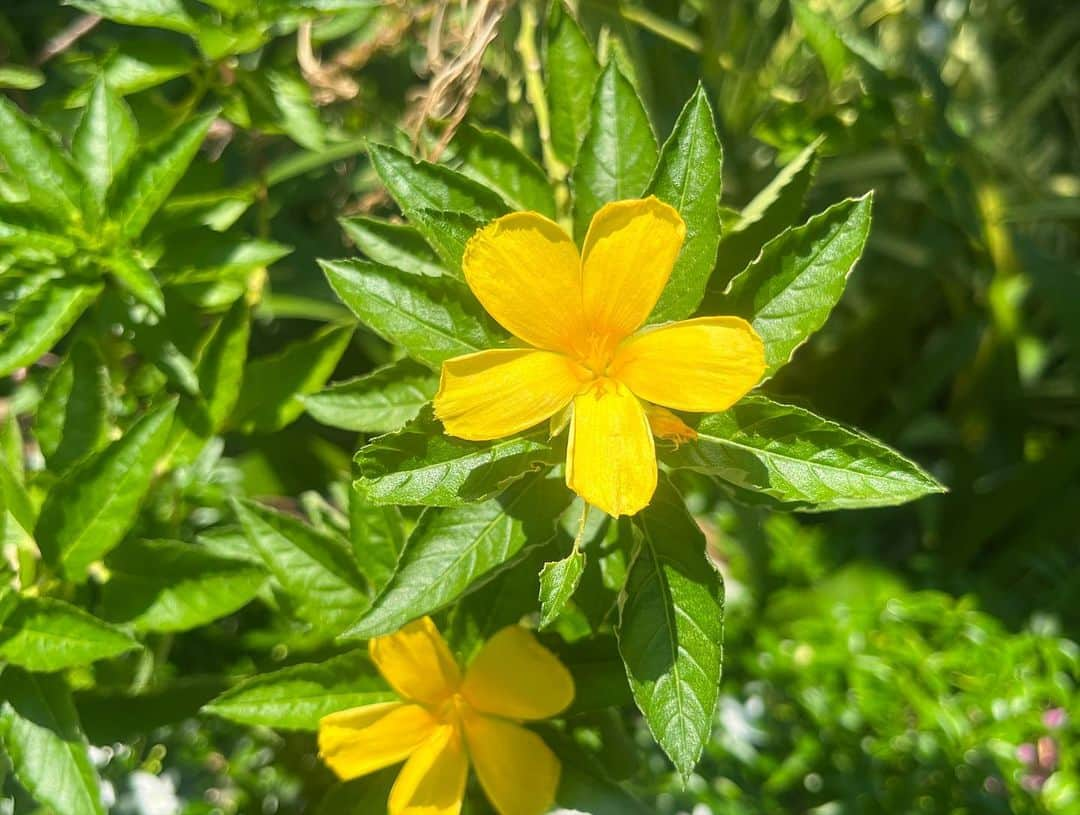 ユジンさんのインスタグラム写真 - (ユジンInstagram)「베트남에서 만난 꽃들~🌸🌼🌺🌿」7月1日 22時10分 - eugene810303