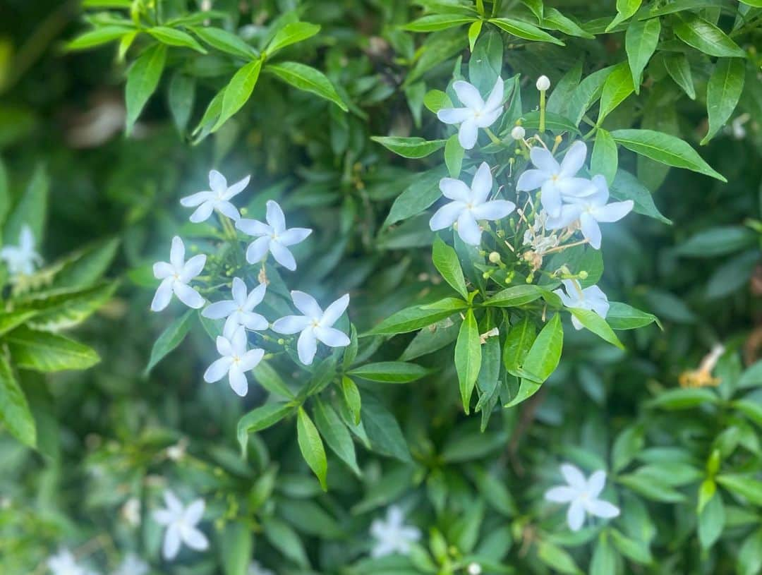 ユジンさんのインスタグラム写真 - (ユジンInstagram)「베트남에서 만난 꽃들~🌸🌼🌺🌿」7月1日 22時10分 - eugene810303