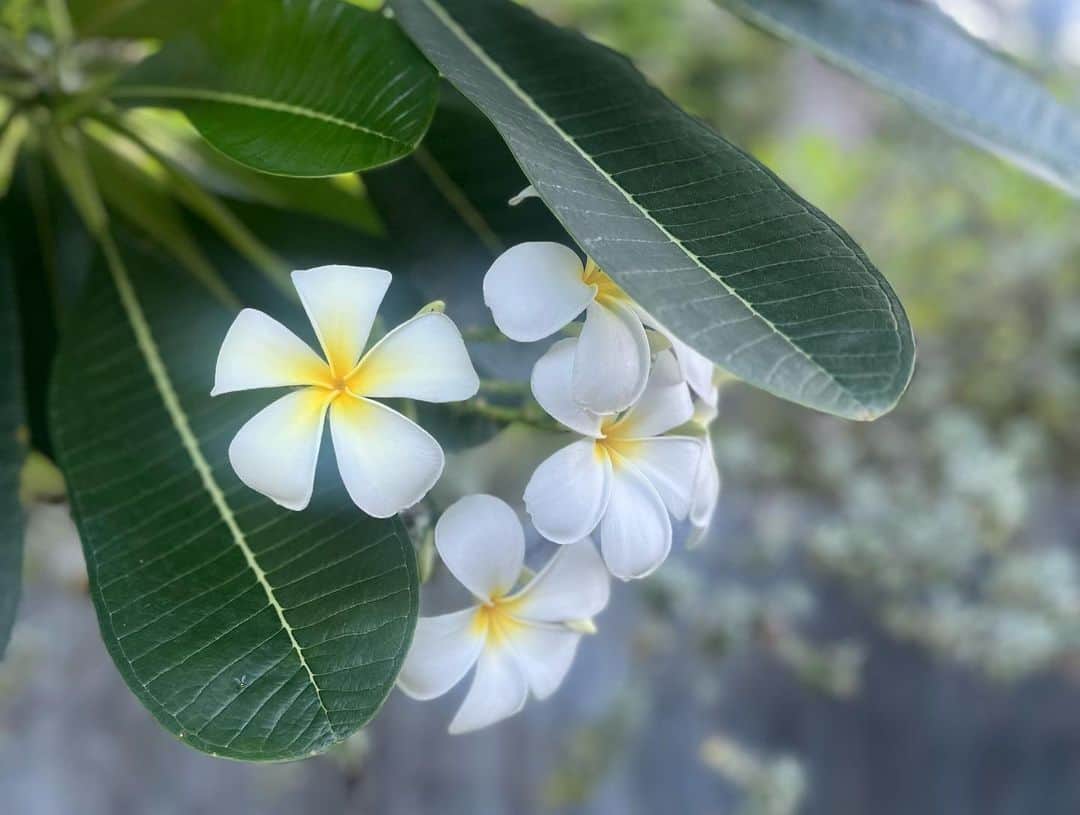 ユジンのインスタグラム：「베트남에서 만난 꽃들~🌸🌼🌺🌿」