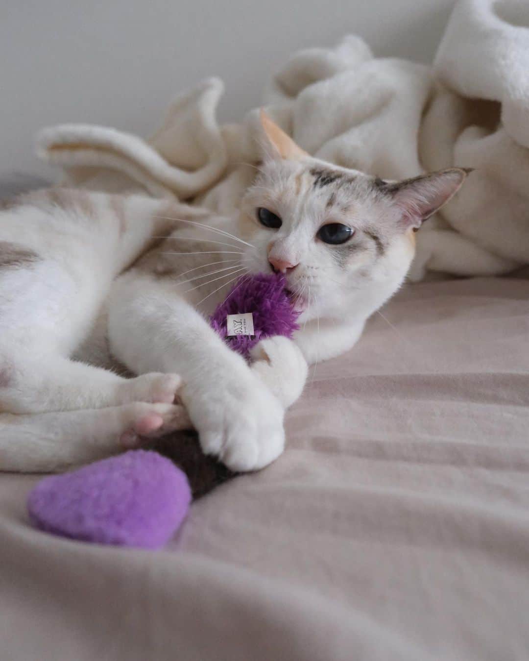 仁藤萌乃さんのインスタグラム写真 - (仁藤萌乃Instagram)「今日の写真🐈🩵#凪便り   やっぱりカメラで凪さん撮るの好きすぎる。 いいねぇ〜可愛いよ〜🥹って言いながら撮っています。笑  #親ばか #元保護猫#保護猫 #保護猫を家族に」7月1日 20時42分 - moeno.n_official