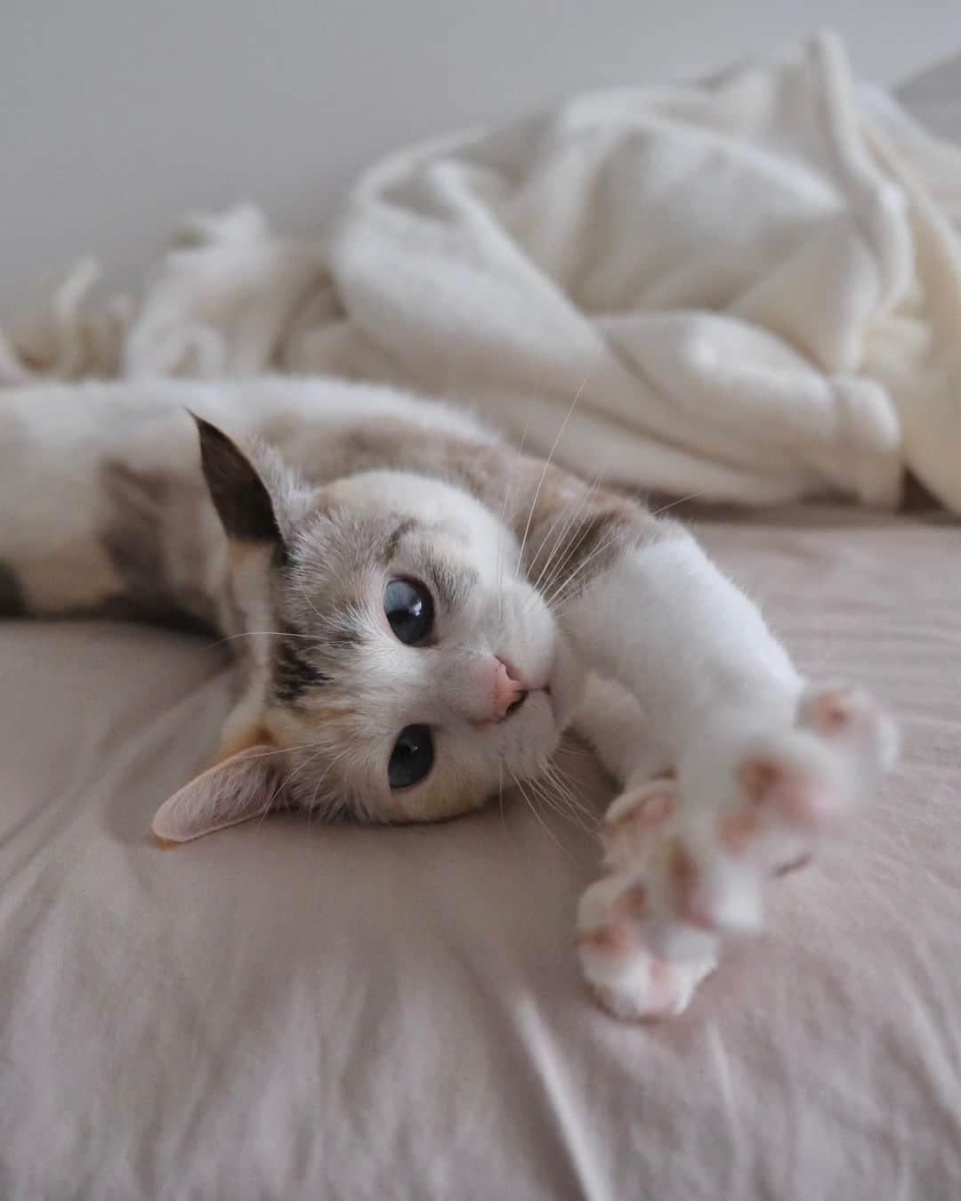 仁藤萌乃さんのインスタグラム写真 - (仁藤萌乃Instagram)「今日の写真🐈🩵#凪便り   やっぱりカメラで凪さん撮るの好きすぎる。 いいねぇ〜可愛いよ〜🥹って言いながら撮っています。笑  #親ばか #元保護猫#保護猫 #保護猫を家族に」7月1日 20時42分 - moeno.n_official