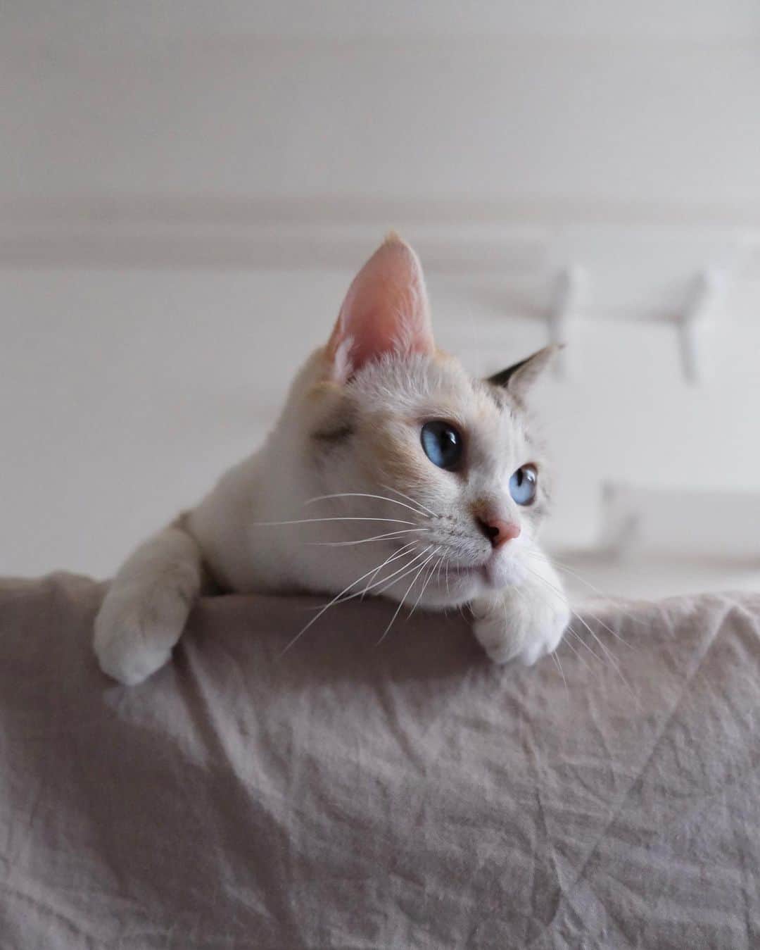 のインスタグラム：「今日の写真🐈🩵#凪便り   やっぱりカメラで凪さん撮るの好きすぎる。 いいねぇ〜可愛いよ〜🥹って言いながら撮っています。笑  #親ばか #元保護猫#保護猫 #保護猫を家族に」