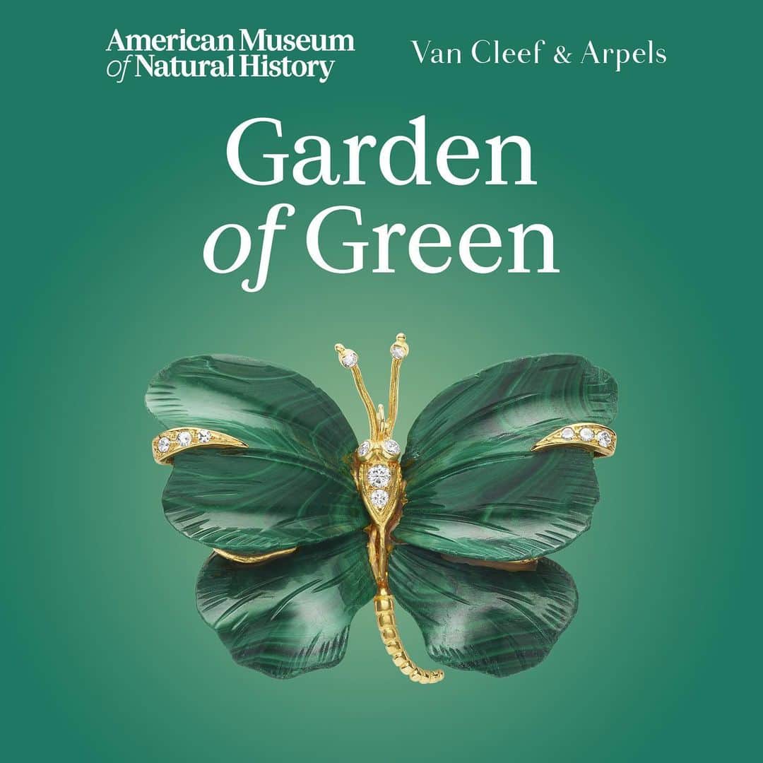 ヴァンクリーフ&アーペルさんのインスタグラム写真 - (ヴァンクリーフ&アーペルInstagram)「From the fresh, apple-green of peridot to the dark, deep green of malachite, Garden of Green signals the start of summer with a showcase of stunning green jewels.   "Garden of Green: Exquisite Jewelry from the Collection of Van Cleef & Arpels" exhibition, on view until January, 2024 at American Museum of Natural History's Meister Gallery.   #VCAGardenofGreen #VCAexhibition #AmericanMuseumofNaturalHistory #AMNH」7月1日 21時11分 - vancleefarpels