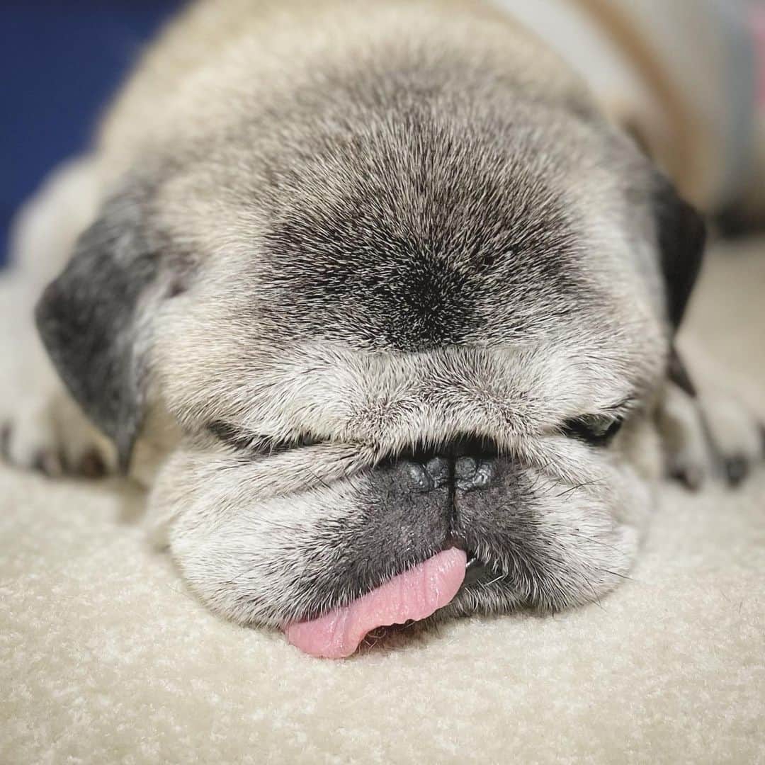 のインスタグラム：「Hello July😴 Jul1,2023 *  *   #ほぼ黒パグ #おじいちゃん犬 #16歳9か月 #pug #puggy #puglife #puglove #petstagram #pugstagram #pugsofinstagram #pugs #dog #八兵衛 #はちべえ」