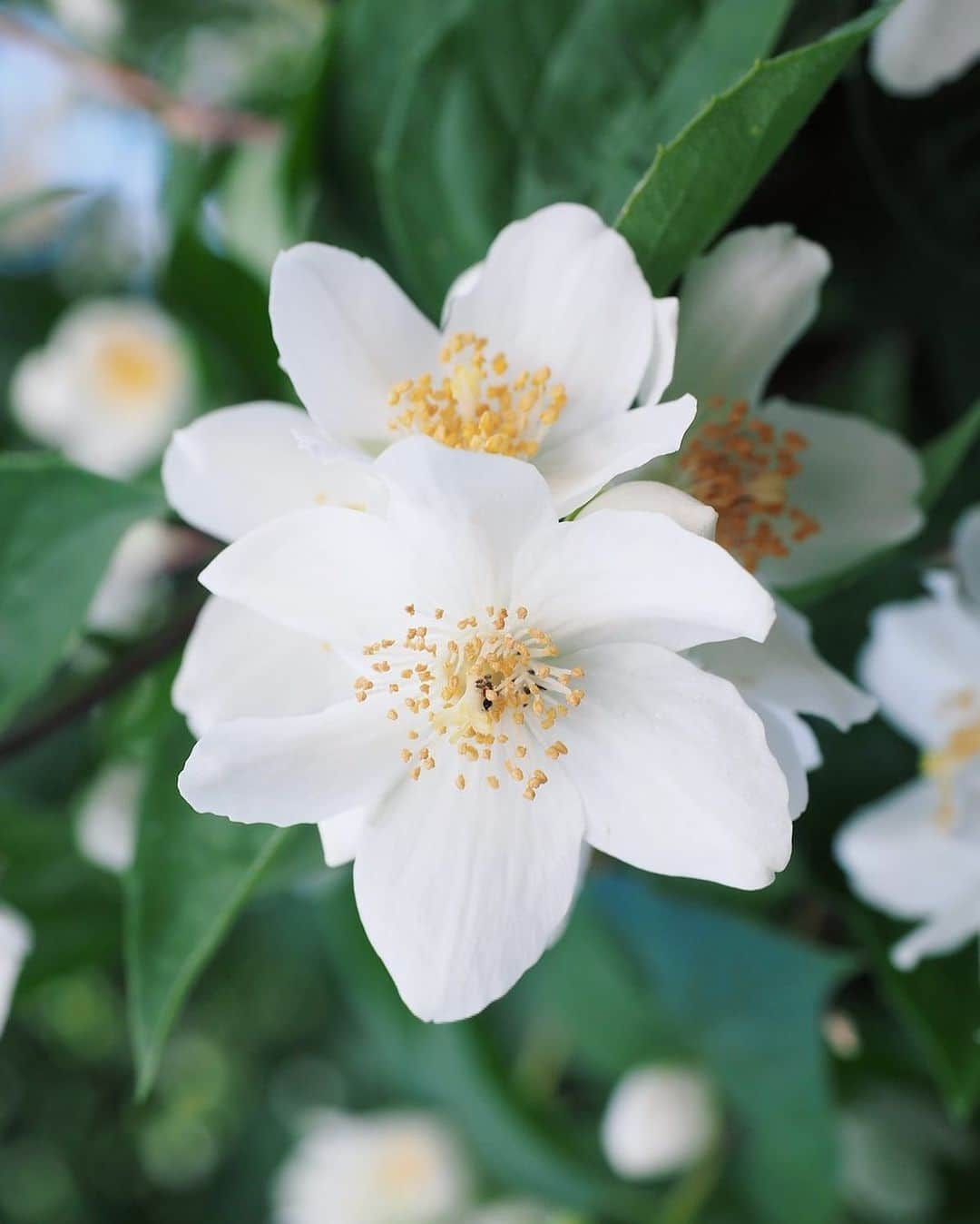 大川真代のインスタグラム：「♡  mock orange🤍  #instasummer  #summer #夏 #photography #photo_jpn #flower  #japan #japanesegirl  #philippines #filipina  #halfjapanese #half  #halffilipina #japinay  #model #modellife #バイカウツギ #フィリピン #マニラ  #セブ #セブ島 #日本 #東京 #名古屋 #豊橋 #大阪 #撮影 #撮影会 #撮影会モデル #モデル」