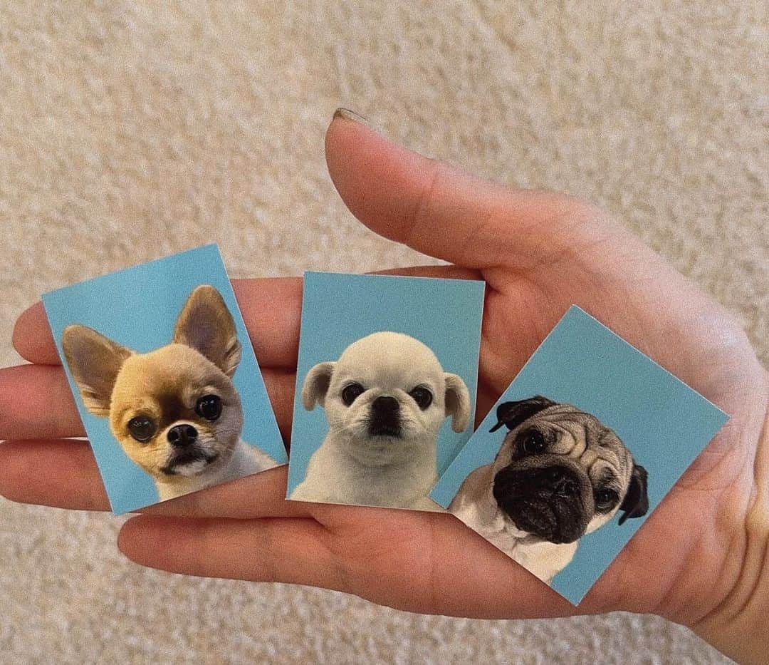 瀬戸サオリのインスタグラム：「みんなだいすき🐶📸✈️🩵  いとおしすぎて無理🤦🏽‍♀️」
