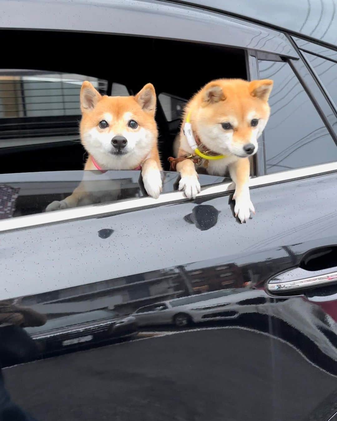 豆柴にこちゃんさんのインスタグラム写真 - (豆柴にこちゃんInstagram)「🐶 二匹の豆柴に車から ナンパされました。  ※実際には私が先に出かけてて、 後でにこたまトムが合流したとこ。  #柴犬#豆柴#mameshiba #shibastagram#japanphoto#shibainu#犬#shibainumania#犬のいる暮らし#shiba_snap#shibainupuppy#多頭飼い#dog#いぬすたぐらむ#puppy#dogstagram#instadog #doglover#pecoいぬ部#pecotv#いぬのきもち部#狗#子犬#barked#9gag#9gagpets#시바견」7月1日 21時38分 - nikochan.mame48