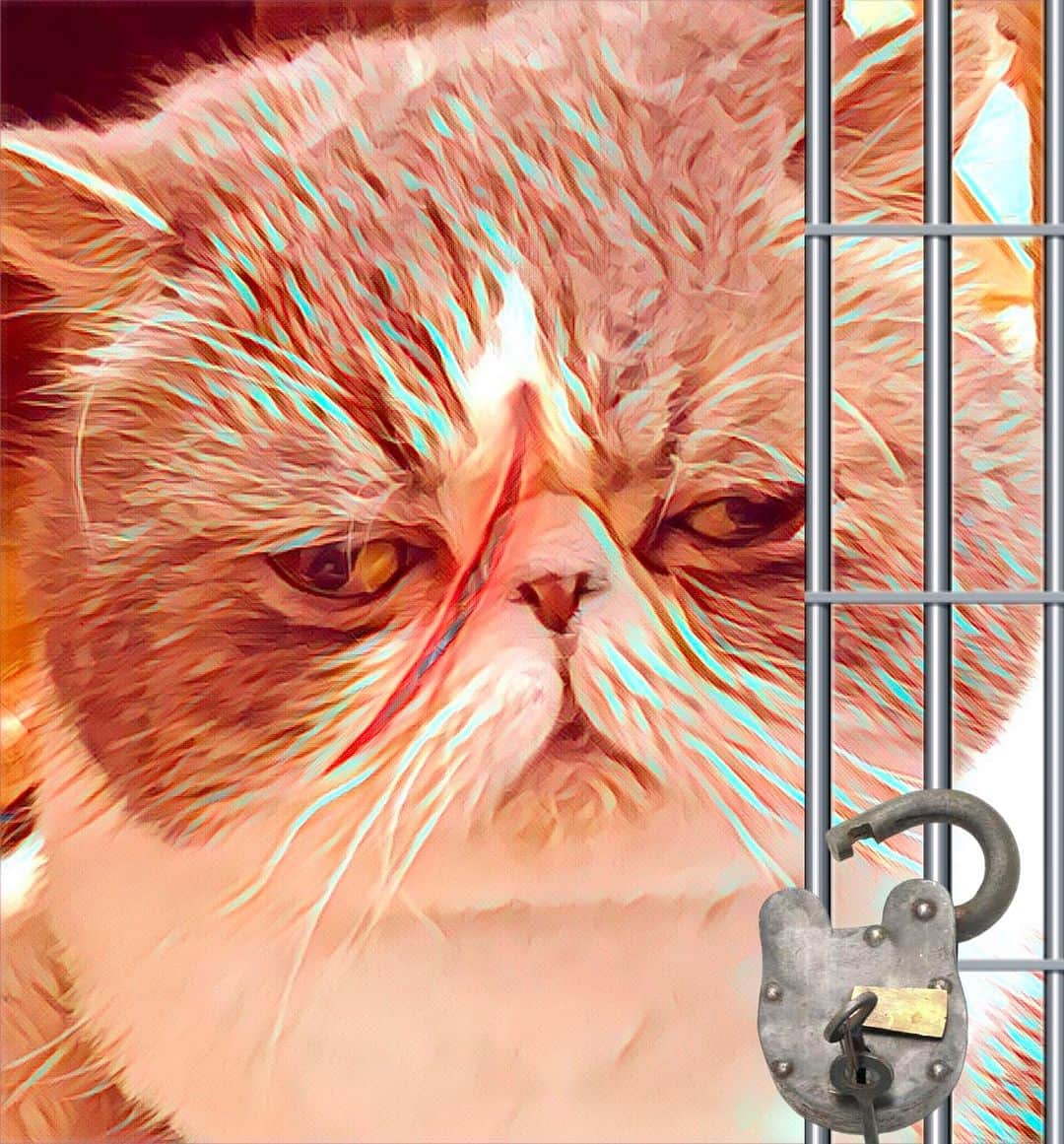 ムスカ(Muska)のインスタグラム：「釈放だ（release）🗝️  #ムスカ #エキゾチックショートヘア #ねこすたぐらむ #ふわもこ部 #にゃんすたぐらむ #ねこ部 #にゃんこ #ねこのいる生活 #ねこのきもち #猫写真 #猫大好き #ペコねこ部 #ねこバカ #愛猫 #냥스타그램 #귀여워 #猫咪 #catstagram #kitty #petstagram #instacat #meow #catoftheday #ilovemycat #catstagram_japan #instagramcats #cutepets #Kedi #cat_of_Instagram #katter」
