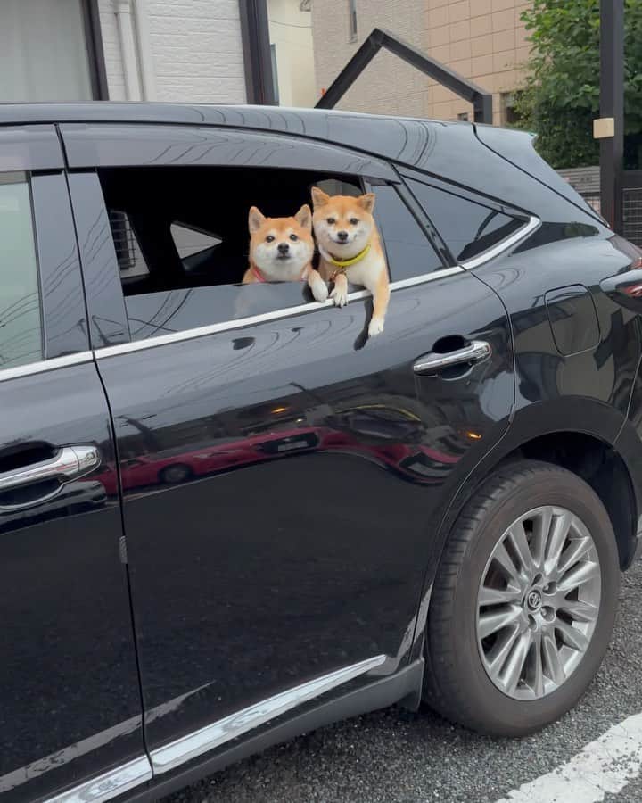 豆柴にこちゃんのインスタグラム：「🐶 二匹の豆柴に車から ナンパされました。  ※実際には私が先に出かけてて、 後でにこたまトムが合流したとこ。  #柴犬#豆柴#mameshiba #shibastagram#japanphoto#shibainu#犬#shibainumania#犬のいる暮らし#shiba_snap#shibainupuppy#多頭飼い#dog#いぬすたぐらむ#puppy#dogstagram#instadog #doglover#pecoいぬ部#pecotv#いぬのきもち部#狗#子犬#barked#9gag#9gagpets#시바견」