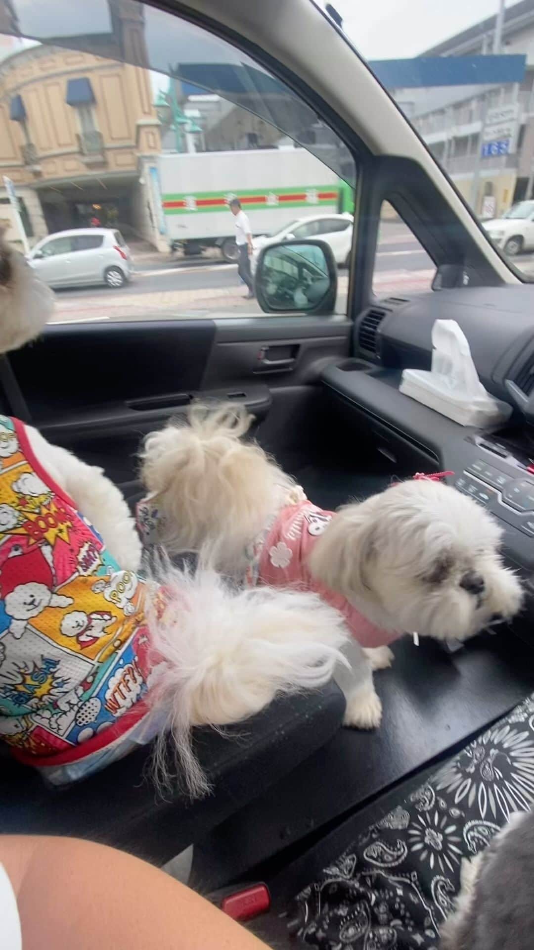 ?????HANA?????のインスタグラム：「🐶🐶🐶 ママさんが帰ってくるとテンション上がるザマス〜🐶🐶🐶❤️」