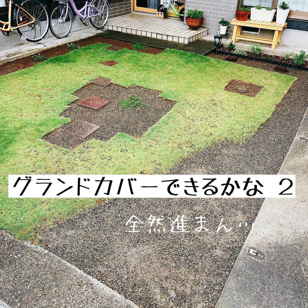 トテンのインスタグラム：「いやできてない！🤣ゆっくりゆっくり、時間をかけて変わってゆくのも醍醐味です(とかなんとか)。  所々芝を剥がしながら、クローバーやタイムを植え付けたのが約1ヶ月前。 すこーしずつ根や茎を伸ばして、こんもりと育ってきました。  ハーブ園の時と違って土壌改良は全くせず、根が張りやすいように軽く浅く耕したくらいなのですが、  一瞬枯れかけた感じに元気なくなった時もありつつ今のところみんな無事です🥹えらいねえ。  毎朝と毎晩のパトロールが小さな楽しみ。 晴れて芝が乾いたら、またベリベリ芝剥がしがんばろー！✂️」