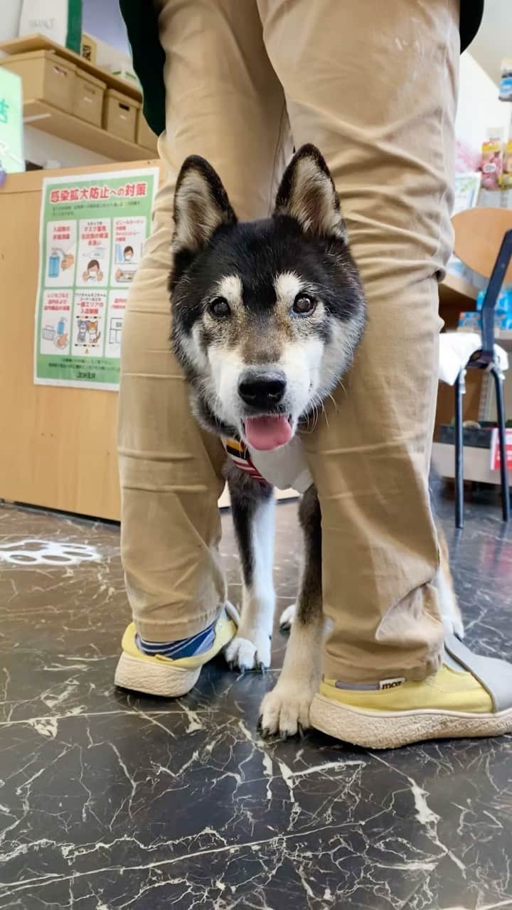 柴犬 けんしろう ゆりあのインスタグラム：「🐶❤️  今日は1日、けんちゃんの日🐶  ということで、 ちょうど2年前ジョーカーさんで まめたろうママの足の間にハマって 「おぬしら、わしゃを歩かせろぉ〜！」と お話してた動画を😆❤️  この頃のけんちゃんは前進しかできなくて 更に自分では止まれなくて いつもどこかにハマって止まってたなぁ〜と 懐かしくなりました😊  #20210630 #けんちゃん15歳1ヵ月」