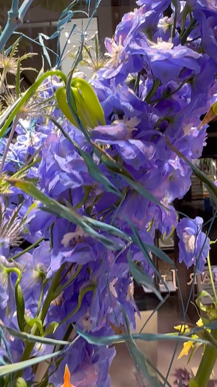 座間アキーバのインスタグラム：「Summer display Star Jewelry Ginza  #akivazama #hanatombo #flowers #blueflowers」