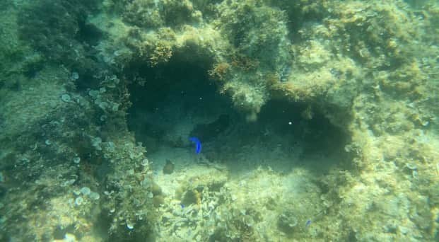 阿知波妃皇のインスタグラム：「♡の形をした珊瑚の中に住んでいるお魚の家族です🐠🪸  2枚目はドーナッツ🍩の形をした珊瑚!   人生で初めてシュノーケリング🤿をした! 最初は怖かったけれどインストラクターの方がずっとそばにいてくれたので安心して出来た! 何より綺麗すぎる海の世界に心もずっと浮いてて、お邪魔させてもらってる気持ちでいっぱいだった...!   色んな形の珊瑚たちと、産まれたばかりの小さなお魚たちと、差し込んでる太陽の光が海底でキラキラしていて、どんなイルミネーションよりも宝石よりも綺麗でした🪸  何より最後の動画はウミガメさんなんだけどインストラクターさんもびっくり!! この日に見れると思っていなかったみたいで、とても珍しいタイミングだったの🥹本当に会えて光栄だったし、現れてくれてありがとう🐢✨動画を見てもらえればわかるんだけど、息継ぎの瞬間もみれた! これも珍しい!! 初シュノーケリングで🤿貴重な体験ができたし、またやりたい! 帰りに海に浮いていたゴミも拾ってこの綺麗な海がずっと続くようにと心から願いました!」