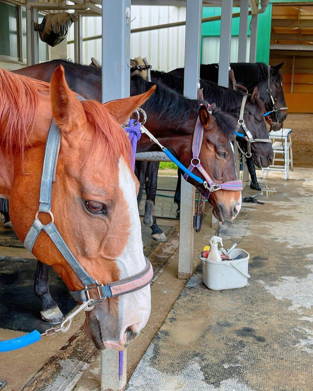 百合華さんのインスタグラム写真 - (百合華Instagram)「兵庫県淡路島にある乗馬クラブ『Harmony World』にて白馬に乗って雨上がりの淡路島をお散歩タイム🤍🤍🤍  #馬好き女子   #乗馬クラブは夢の国   #雨が上がって本当に良かった   こちらの乗馬クラブでは世界中の色んな種類のお馬さん達に出逢えるだけじゃなく今回は筋肉美なサラブレッドに乗せていただける乗馬レッスンや曳き馬散歩も体験出来ちゃいました🎶  #白馬に乗ってお散歩  #サラブレッドに乗れてご満悦   今回は午前中の雨の影響でお花畑への曳き馬散歩は出来なかったけど可愛いお馬さん達に癒されながら愉しいひとときを過ごす事が出来ました🧚✨🍀  #淡路島の大自然を感じられる場所  #japan #日本 #淡路島 #乗馬体験 #乗馬クラブ #サラブレッド #harmonyworld  #harmonyworld淡路 #ハーモニーワールド淡路  #サラブレッドに乗れる #色んな種類の馬たち  #馬に乗ってお散歩  #馬と触れ合う日  #馬に癒される #馬が可愛い #乗馬女子 #馬好き #乗馬 #馬」7月1日 15時06分 - yurika.lovelily