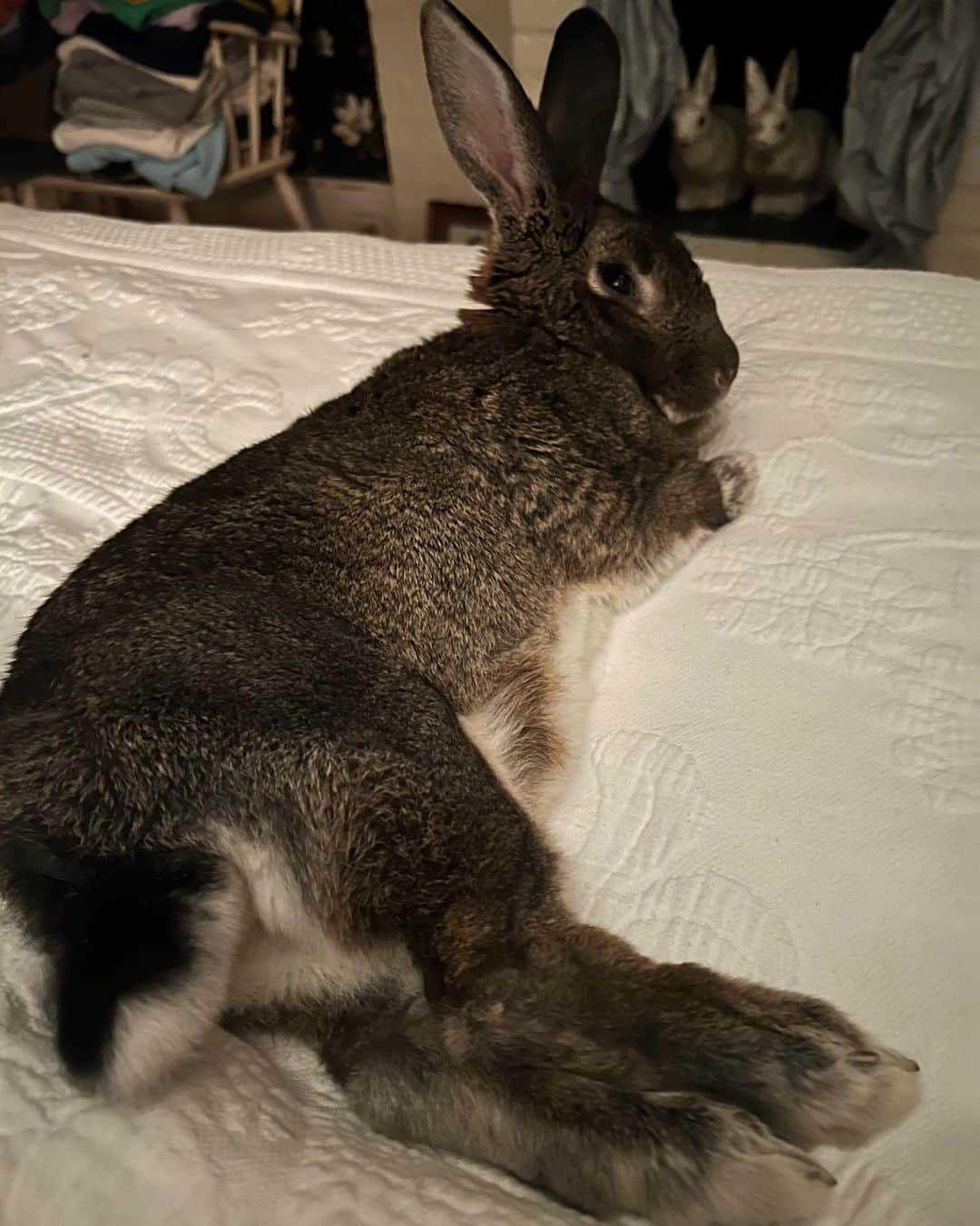 のインスタグラム：「Rabbit rabbit #rabbitrabbit July 1st 2023 Tina Bunny」