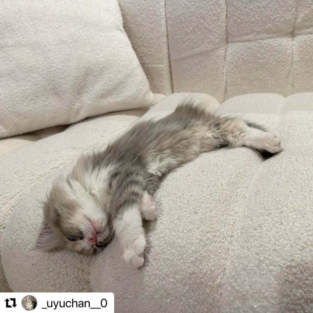 のインスタグラム：「#Repost @_uyuchan__0 さんのうゆちゃん。  爆睡💤 かあいい😍❤️❤️❤️  溶けちゃいそうだけど、 大丈夫かなぁ❓  ハッシュタグ #いぬのきもち #ねこのきもち に投稿いただいた可愛い写真をご紹介しています！ 「いぬのきもちWEB　MAGAZINE」、「ねこのきもちWEB MAGAZINE」でもご紹介させていただくことも！  -------------------  .  #ねこ #猫  #ねこすたぐらむ #ねこのきもち #ねこ好き #ねこと暮らす #ねこ好きさんと繋がりたい #猫好きな人と繋がりたい #猫がいる生活 #猫と暮らす#猫好き #cat #catstagram #catsofinstagram #cats_of_instagram」