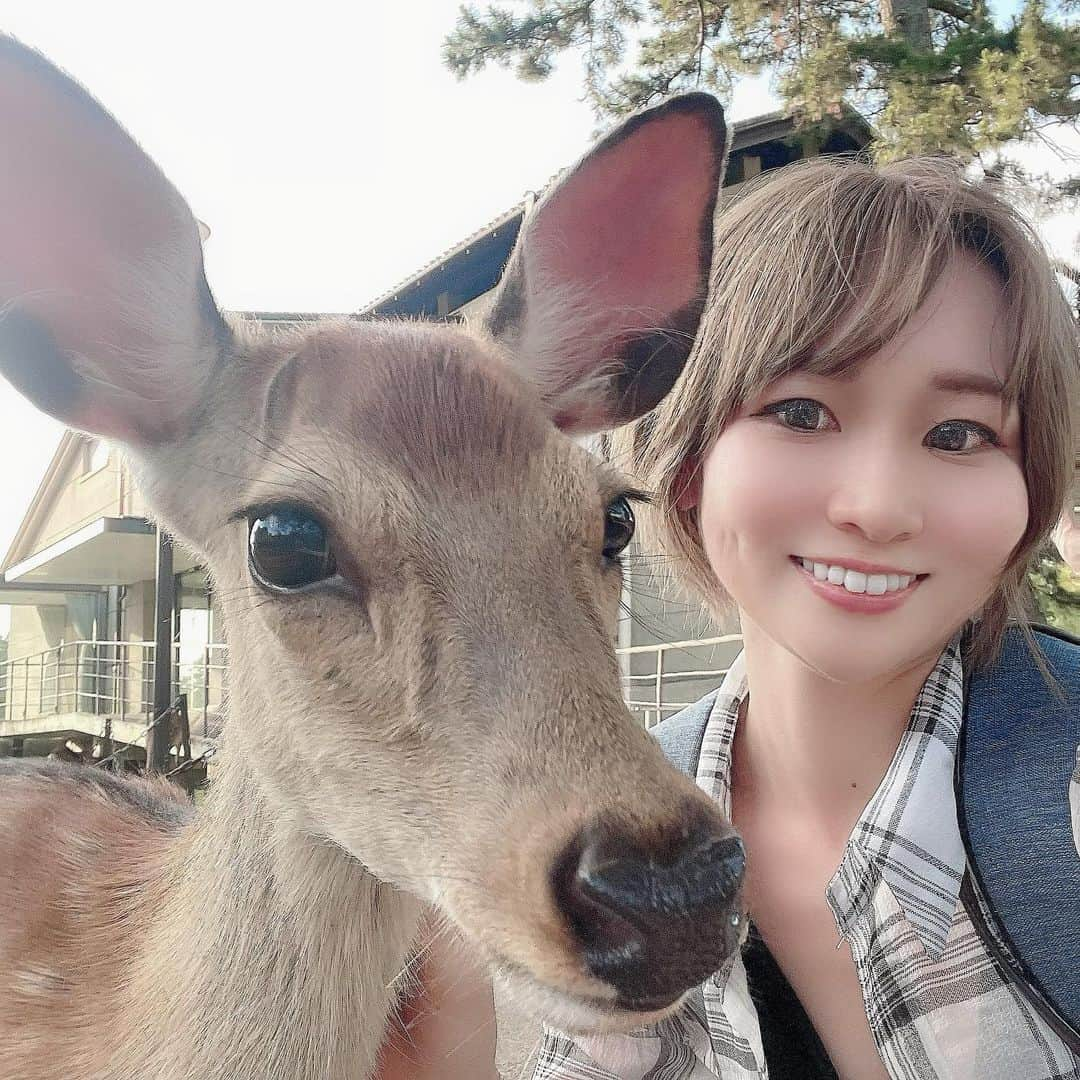 Arisa Nanaseさんのインスタグラム写真 - (Arisa NanaseInstagram)「⚠️アイビーじゃないです🤣笑 奈良公園の鹿ちゃんだよ🦌✨ 鹿せんべいあげたら、すぐお友達❤️3枚目の子鹿が可愛いすぎた😍でも子鹿は怖がってあげれなかった。 鹿にも強引なやついて、仲間を押しよけてくる子とかストーカーのようにあとずっとつけてくる子も😂噛んできたり、ツノ当たりそうになるから気をつけて❤️笑 道路とか普通に鹿いるのってよく考えたら世界的にも珍しいよね！ 外国人めっちゃいた😳 #シカ　#奈良公園　#鹿せんべい　#東大寺　#近鉄奈良　#シカと目が合う #子鹿」7月1日 17時29分 - arisa.nanase