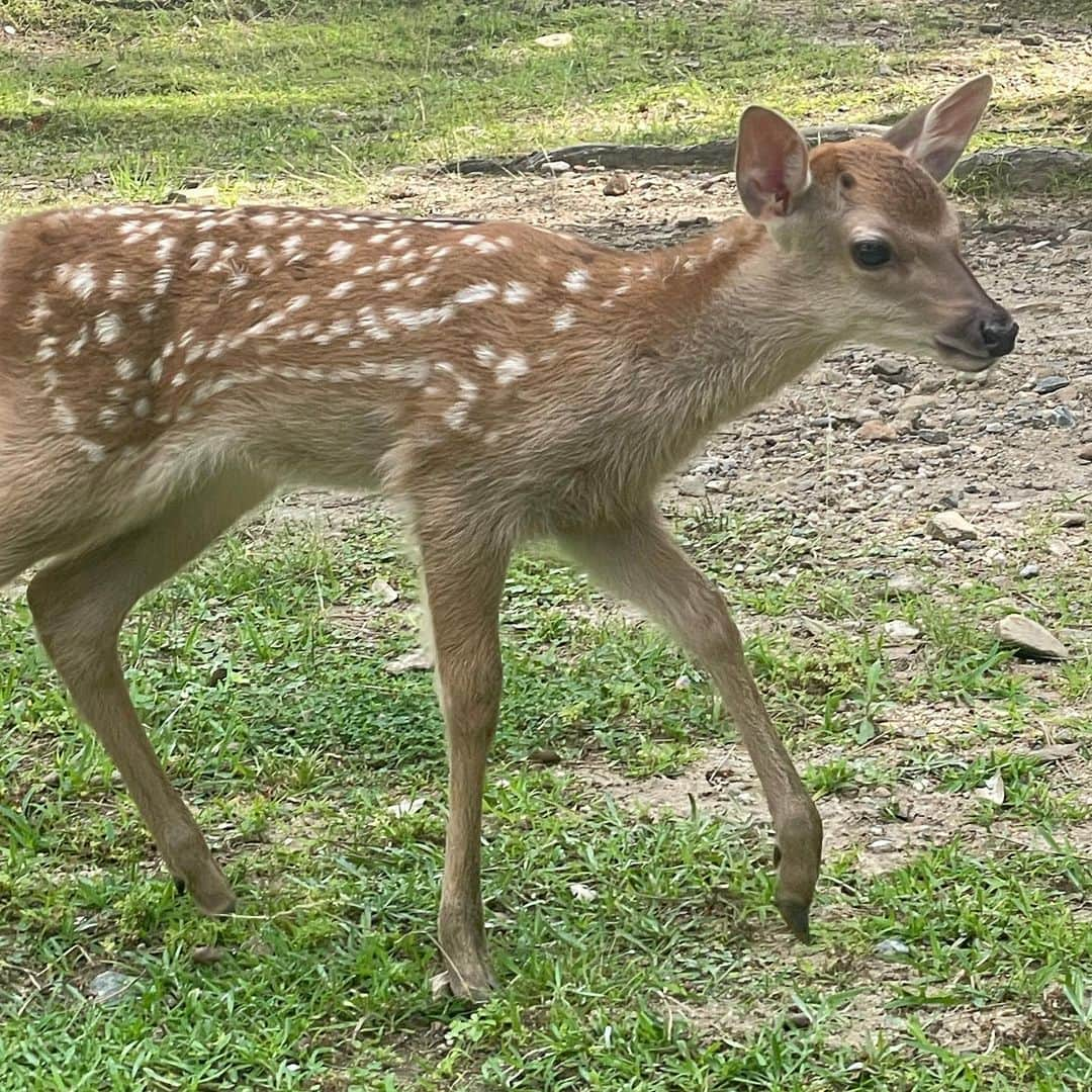 Arisa Nanaseさんのインスタグラム写真 - (Arisa NanaseInstagram)「⚠️アイビーじゃないです🤣笑 奈良公園の鹿ちゃんだよ🦌✨ 鹿せんべいあげたら、すぐお友達❤️3枚目の子鹿が可愛いすぎた😍でも子鹿は怖がってあげれなかった。 鹿にも強引なやついて、仲間を押しよけてくる子とかストーカーのようにあとずっとつけてくる子も😂噛んできたり、ツノ当たりそうになるから気をつけて❤️笑 道路とか普通に鹿いるのってよく考えたら世界的にも珍しいよね！ 外国人めっちゃいた😳 #シカ　#奈良公園　#鹿せんべい　#東大寺　#近鉄奈良　#シカと目が合う #子鹿」7月1日 17時29分 - arisa.nanase