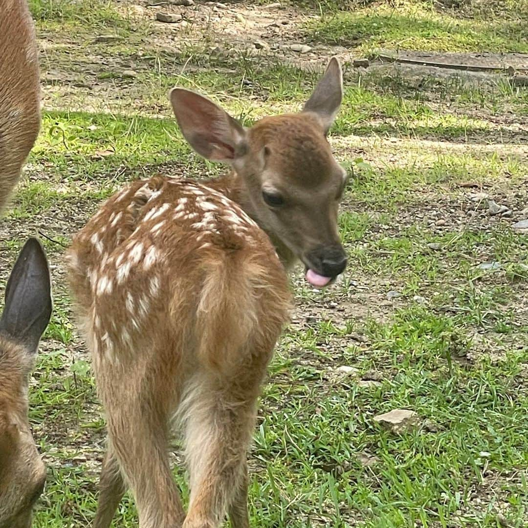 Arisa Nanaseさんのインスタグラム写真 - (Arisa NanaseInstagram)「⚠️アイビーじゃないです🤣笑 奈良公園の鹿ちゃんだよ🦌✨ 鹿せんべいあげたら、すぐお友達❤️3枚目の子鹿が可愛いすぎた😍でも子鹿は怖がってあげれなかった。 鹿にも強引なやついて、仲間を押しよけてくる子とかストーカーのようにあとずっとつけてくる子も😂噛んできたり、ツノ当たりそうになるから気をつけて❤️笑 道路とか普通に鹿いるのってよく考えたら世界的にも珍しいよね！ 外国人めっちゃいた😳 #シカ　#奈良公園　#鹿せんべい　#東大寺　#近鉄奈良　#シカと目が合う #子鹿」7月1日 17時29分 - arisa.nanase