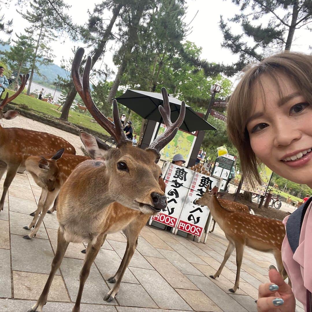 Arisa Nanaseさんのインスタグラム写真 - (Arisa NanaseInstagram)「⚠️アイビーじゃないです🤣笑 奈良公園の鹿ちゃんだよ🦌✨ 鹿せんべいあげたら、すぐお友達❤️3枚目の子鹿が可愛いすぎた😍でも子鹿は怖がってあげれなかった。 鹿にも強引なやついて、仲間を押しよけてくる子とかストーカーのようにあとずっとつけてくる子も😂噛んできたり、ツノ当たりそうになるから気をつけて❤️笑 道路とか普通に鹿いるのってよく考えたら世界的にも珍しいよね！ 外国人めっちゃいた😳 #シカ　#奈良公園　#鹿せんべい　#東大寺　#近鉄奈良　#シカと目が合う #子鹿」7月1日 17時29分 - arisa.nanase