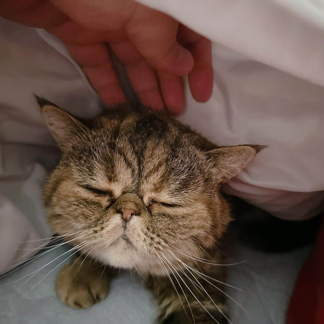 デカキンさんのインスタグラム写真 - (デカキンInstagram)「最近のうちの可愛いミニたんです。。。 気づいたら布団の中にいたのは可愛すぎる。。。  #cat  #エキゾチックショートヘア」7月1日 17時34分 - dekakin