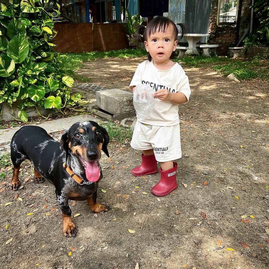 Hoykong&Plamuekのインスタグラム：「KuaGling with little human ❤️  คั่วกลิ้งกับน้องเมย  #dachshund #doxielove #littlegirl #dogandkids」