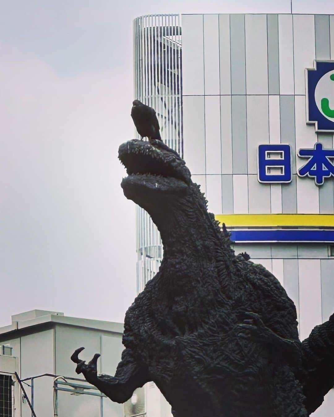佐々木崇博（うるとらブギーズ）さんのインスタグラム写真 - (佐々木崇博（うるとらブギーズ）Instagram)「ゴジラの頭に鳩乗ってた。何か嬉しいね。  #ゴジラ #鳩 #平和」7月1日 17時57分 - bugizutakahiro