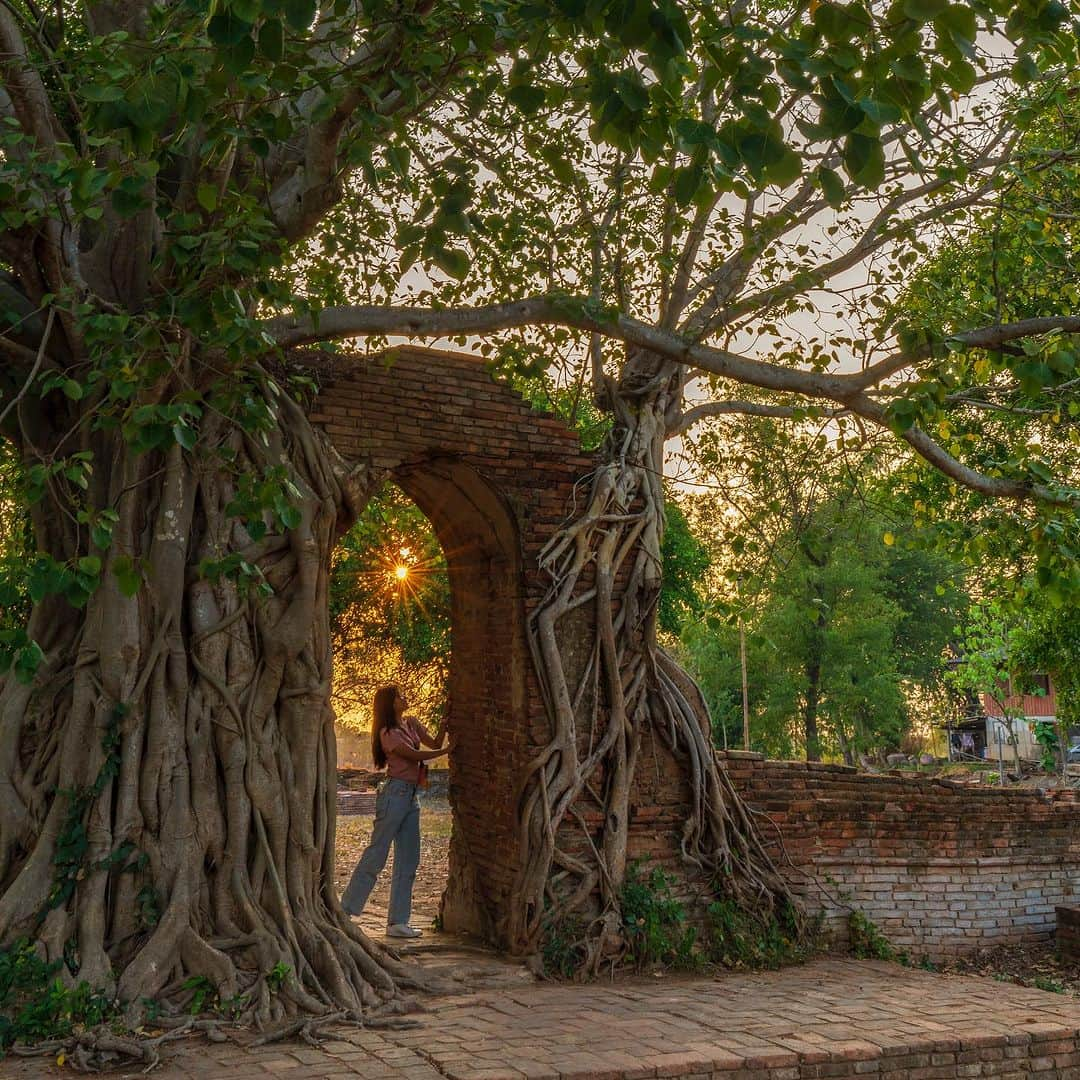 タイ国政府観光庁さんのインスタグラム写真 - (タイ国政府観光庁Instagram)「. ༉‧₊˚ 🇹🇭わざわざ行きタイ旅！ ⠀ ⋯⋯⋯⋯⋯⋯⋯⋯⋯⋯⋯⋯✈  毎週土曜日は、まだあまり知られていないタイの秘境スポットをご紹介♪   今回はアユタヤにある寺院「ワット・プラガーム」へ✨  アユタヤの中心エリアから2kmほど北上したところに位置するワット・プラガームは、アユタヤ時代初期に建造されたとされる寺院です🕊  ここは菩提樹に浸食されたアーチ型の門が有名で、この門は「時の扉」と呼ばれています🕰　門の先には八角系の仏塔が佇み、門の中に収まる景観はぜひ目にしたいところ👀✨　 特に夕方頃は特別美しいと評判で、多くの人が訪れます🌅  ちなみに今は寺院としては機能しておらず、外壁や建造物の基礎部分などが残されています💁‍♀️  アユタヤ旅行の際は、ぜひ足を運んでみてください😌  ☆「行ってみたい！」：いいね❤をタップ ★「参考になった！」：保存ボタン🔖をタップ  #タイ #アユタヤ #ワットプラガーム #タイ寺院 #お寺巡り #仏塔 #秘境 #アユタヤ観光 #今こそタイへ #こんなタイ知らなかった #もっと知りタイ #はじめてのタイ #タイ旅行 #アユタヤ旅行 #旅好きな人と繋がりたい #旅行好きな人と繋がりたい #海外旅行 #thailand #ayutthaya #ayutthayatrip #watphrangam #temple #hiddengems #thailandhiddengems #amazingthailand #thailandtravel #thailandtrip #thaistagram #lovethailand #amazingnewchapters」7月1日 18時00分 - amazingthailandjp