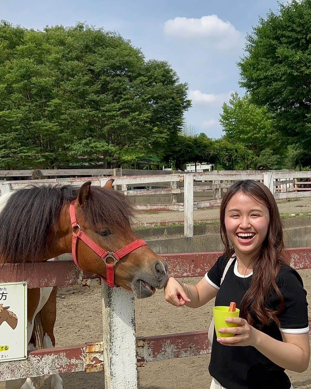 古野みうさんのインスタグラム写真 - (古野みうInstagram)「ふと「お馬さんに乗りたい！！」と思い、 #雪印こどもの国牧場 へ。 大人は私くらいでした。てへ😋  550円で乗られる、お手頃価格…！  私を乗せて歩いてくれたのは男の子のジンくん。ここで一番大きなお馬さんみたい。 もう暑いので、首に濡らした布をかけてたよ🐴ありがとうジンくん✨ うわ〜もっと乗馬してみたい！🏇  仔牛やポニーにもご飯をあげました〜🫶  #乗馬 #乗馬体験 #🏇 #🐴 #🐄 #エサやり #エサやり体験」7月1日 18時33分 - umiushi.mium