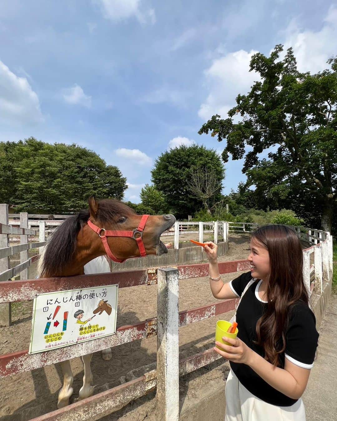 古野みうさんのインスタグラム写真 - (古野みうInstagram)「ふと「お馬さんに乗りたい！！」と思い、 #雪印こどもの国牧場 へ。 大人は私くらいでした。てへ😋  550円で乗られる、お手頃価格…！  私を乗せて歩いてくれたのは男の子のジンくん。ここで一番大きなお馬さんみたい。 もう暑いので、首に濡らした布をかけてたよ🐴ありがとうジンくん✨ うわ〜もっと乗馬してみたい！🏇  仔牛やポニーにもご飯をあげました〜🫶  #乗馬 #乗馬体験 #🏇 #🐴 #🐄 #エサやり #エサやり体験」7月1日 18時33分 - umiushi.mium