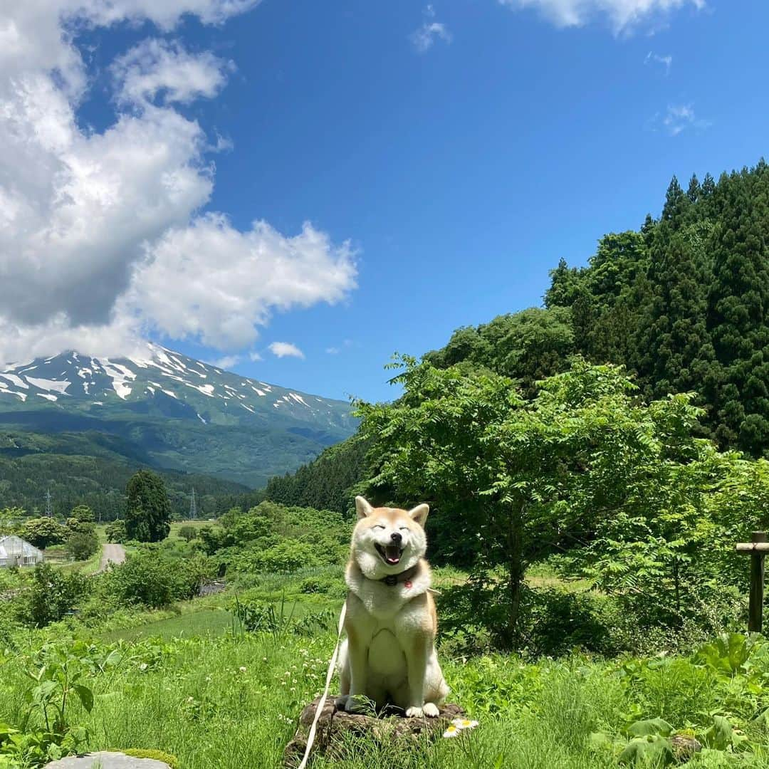 てんパパのインスタグラム：「旅の初日の夕刻、東北横断自動車道を通って、庄内地方に入ったとき、広々とした庄内平野の向こうに見えた鳥海山が美しく、てん家の心を鷲づかみにしました。 翌日は薄曇りからのゲリラ豪雨、そしてその後も曇天で、鳥海山見えず。 3日目、気持ちよく晴れ、ただ鳥海山の山頂はなかなか顔を出してはくれませんでした。 そして庄内地方を後にして、山形盆地の北の方まで来て振り返ると、まだらに雪が残る鳥海山の全容が姿を現したのでした。 #鳥海山 #てんこのふるさと旅」