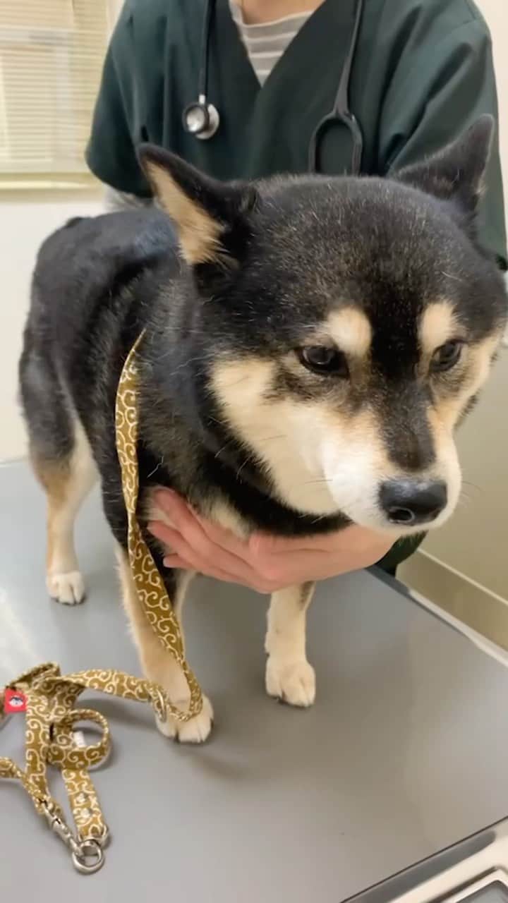 吾子のインスタグラム：「・ ・ ・ 本日ちっくんDAY💉 ・ 先生優しくしてワンよ🐶あこわん怖い💦 ・ 注射の用意をしている間の、先生が気になるあこわん🐶💦いつ来るのかなあ… ・ ちっくんは押さえていたので動画ありませんが、何も反応なし🐶痛くも無かったみたいです ・ ・ ・ ・ ・ ・ ・ ・ #今日は休養〜 #走っちゃダメよ🙅🏻‍♀️ #sapporo  ・ 北海道の柴犬 #柴北会 の皆ワン🐶暑い日は水いっぱい飲もう〜🐶✨ ・ #adorable #instadog#shibainu#dog#柴犬ライフ #instashiba#柴犬マニア #9gag #barked #kuroshiba#socute #cutedog#いぬのきもち #黒柴 #dogstagram_japan」
