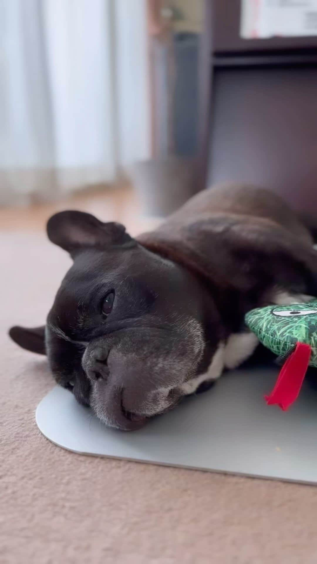 Turbo_dad フレブルのターボのインスタグラム：「Lazy Saturday   #french #frenchbulldog #frenchbulldogsofinstagram #frenchbully #frenchbulldoglife #buhi #dogstagram #doglife #フレンチブルドッグ #フレブル #フレンチブルドッグライフ #フレブルのいる生活 #フレブルのいる暮らし #フレンチブルドッグのいる生活 #フレンチブルドッグのいる暮らし #ブヒ #ブヒスタグラム」