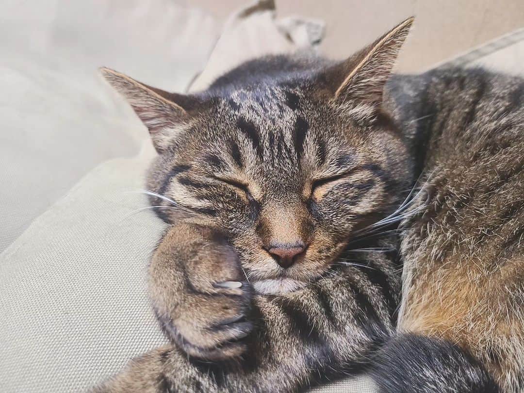 三澄さえのインスタグラム：「💤  #猫#キジトラ」