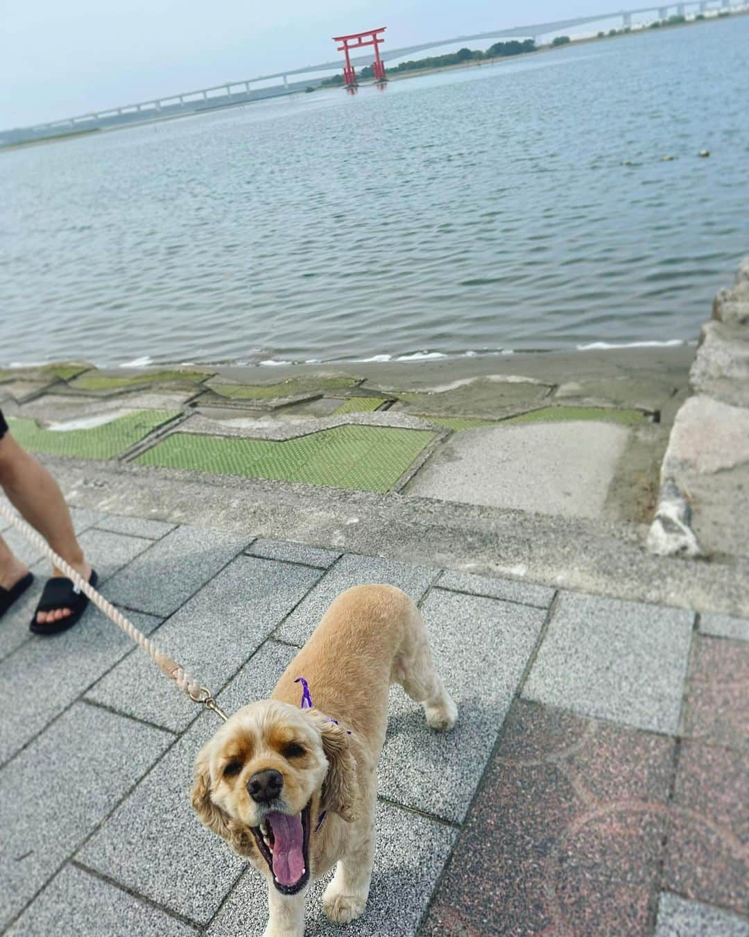 横町ももこさんのインスタグラム写真 - (横町ももこInstagram)「💖  家族で浜松へプチ旅行👨‍👩‍👧🐶💕  浜名湖を見ながらお散歩気持ちよかった🐾✨  #家族旅行 #子連れ旅行 #浜松観光 #浜名湖 #浜松旅行 #ペット連れ旅行  #浜名湖散歩 #弁天島  #弁天島海浜公園  #静岡県浜松市 #犬と赤ちゃんのいる生活  #犬と赤ちゃんのいる暮らし  #アメリカンコッカースパニエル #愛犬家 #アメコカバフ #ぬぴすたぐらむ  #ブロガー #インフルエンサー #横町ももこ」7月1日 19時41分 - momochadayo