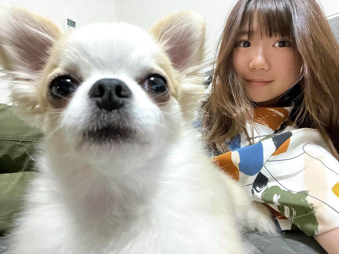 岩渕麗楽のインスタグラム：「💝🐾  #チワワ#ロングコートチワワ」