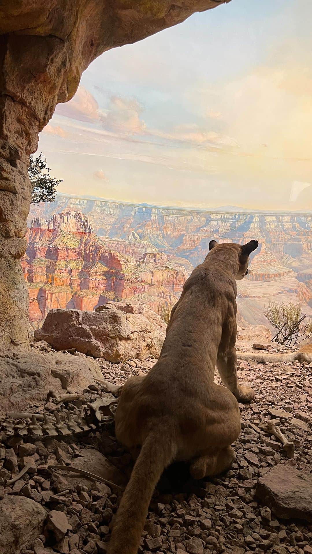 アメリカ自然史博物館のインスタグラム：「You too can find refuge from the summer heat at the Museum! We’re open daily from 10 am-5:30 pm—the cougars will be waiting for you.   #cougar #amnh #diorama #naturalhistory #mountainlion #caturday #uws」