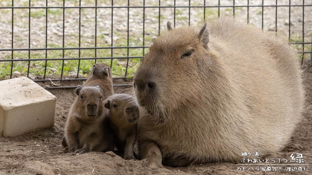 渡辺克仁さんのインスタグラム写真 - (渡辺克仁Instagram)「おはようございます。  豪雨、やだね。  #カピバラ #水豚 #capybara #おはよう」7月2日 7時00分 - katsuhito.watanabe