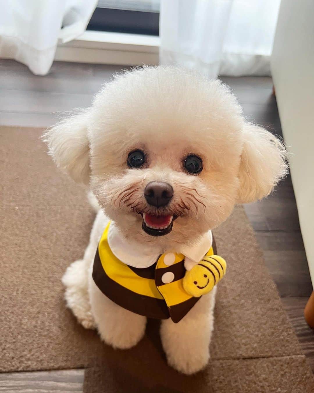 のインスタグラム：「🐝💛 足袋さん、最近お気に入りの 蜂さんケープ。 私が韓国のお土産で買ってきたものです。 お洋服は大嫌いでなかなか着てくれないのですが… このケープはお気に入り♡ いい笑顔を見せてくれます😊 * #いぬすたぐらむ#dogoftheday#fogstagram#doglover#dog#いぬ#犬#🐕#プードル#ティーカッププードル#teacuppoodle#クリーム#もふもふ#ふわもこ部#ケープ#犬服#テレビ朝日#アナウンサー#三谷紬」