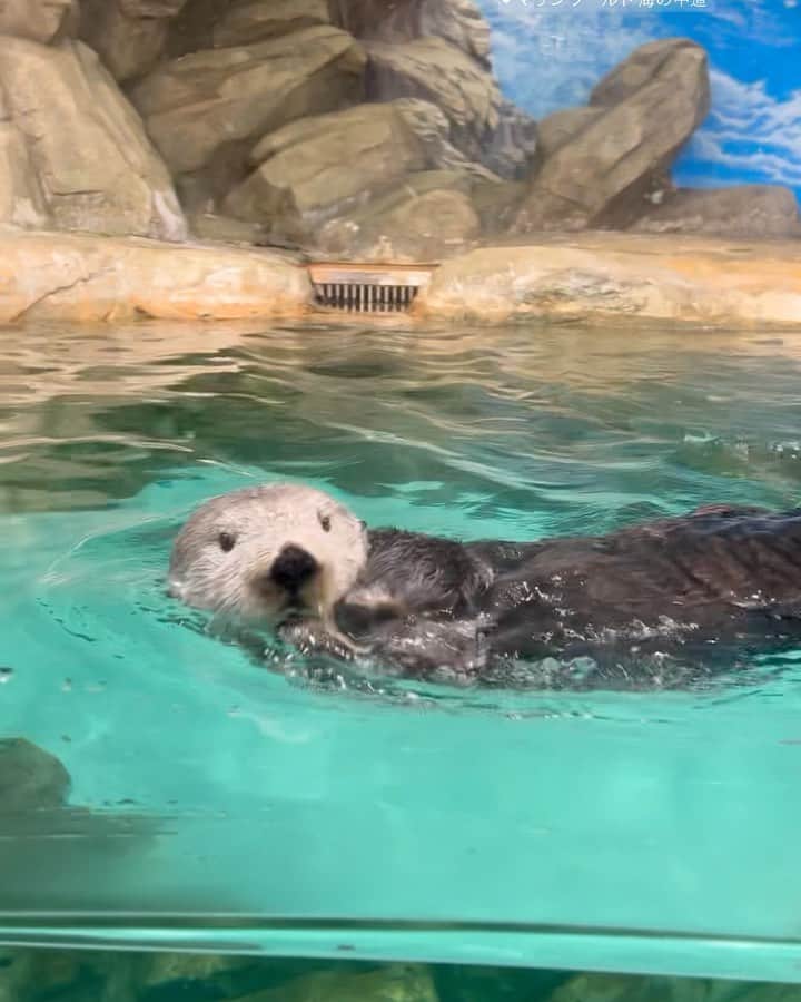 中西結梨花のインスタグラム：「絶滅危惧種のラッコ🦦🎀✨ (今は日本に3頭のみ)  やっと会えた...🩷🥹  マリンワールドのリロちゃん🦦✨  ほんと可愛かった、30分くらい見てた  #マリンワールド #ラッコ」