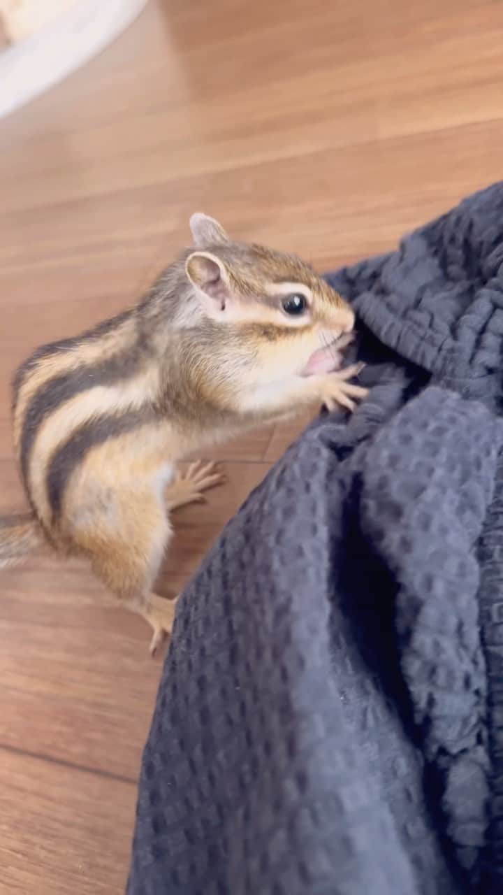 のインスタグラム：「#Sophie Hiding my seeds.  ナイナイ！ナイナイ！  ソフィー早くも最近貯食モードで隠してばかり。  #chipmunk #シマリス #リス」