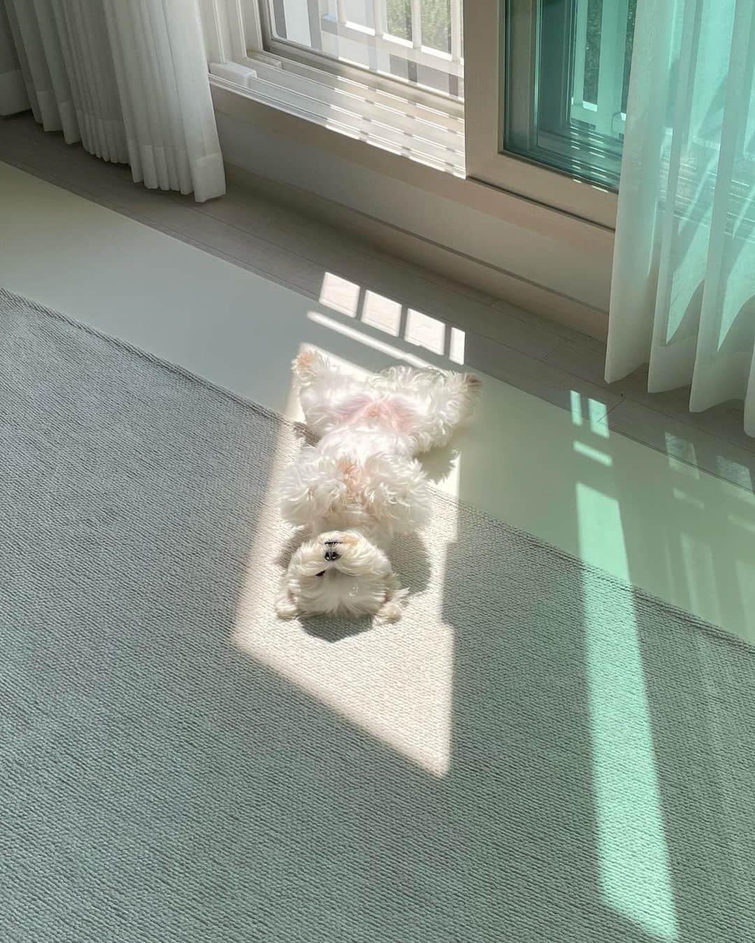 SHEINのインスタグラム：「How to have fun as an adult 😴💤 @ddalgi_o  #SHEINinspo」