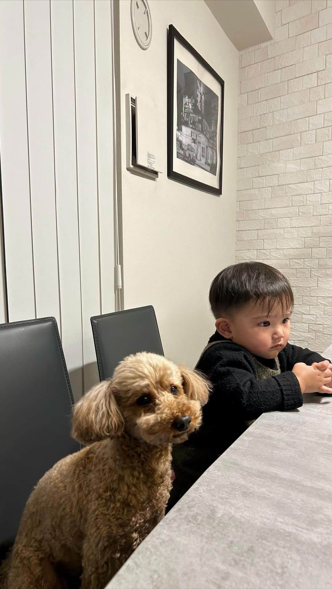 HARUEのインスタグラム：「１歳最後の日👦🏻🌼  夜な夜な振り返り動画を作ってみたけど、この１年でまたすごい急成長だったなぁ。。とウルウル🥹  私の妊娠中もずっとお腹に気をかけてくれたり、妹が産まれてからも優しいお兄ちゃんしてくれて  まだまだ小さいのにすごく頼もしい一面に毎日キュン。🥹  喋り出してますます可愛くてたまらない息子くん  私の家族や友達の名前も全員言えるようになったり👏🏼 いろんなお歌も上手に歌えるようになったよね〜☺️🎤  ユーモアたっぷりで毎日笑わせてくれる、お茶目な一面も大好き🩷  よちよち歩きの動画を見ながら、もうこの時のレオンには会えないのかぁ〜と思うとほんとに毎日が貴重やね😮‍💨  ２歳もまた親子共々一緒に成長していけたらいいな☺️🤝🏼✨  #1歳 #男の子」