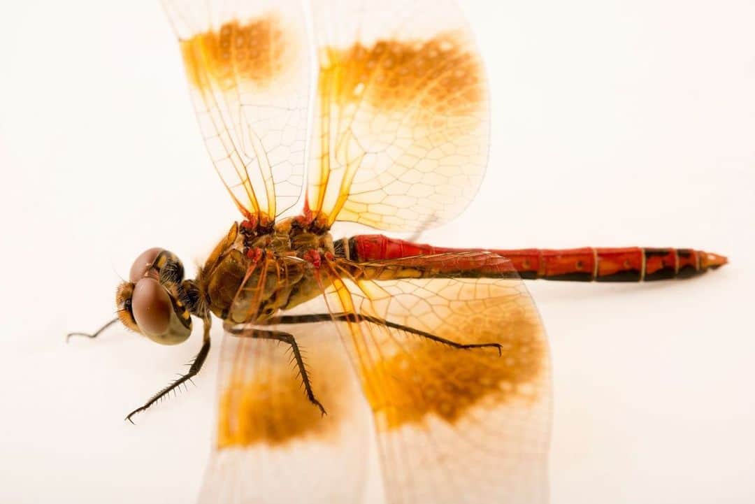 Joel Sartoreさんのインスタグラム写真 - (Joel SartoreInstagram)「Dragonflies and damselflies, closely related, can generally be distinguished by the way they hold their wings when at rest. Dragonflies, like this western meadowhawk, spread their wings out perpendicular to their bodies, while damselflies like the blue-fronted dancer fold them back over their bodies. Photos taken @cpbs_unl.   #DragonflyWeek #dragonfly #damselfly #insects #wildlife #photography #animalphotography #wildlifephotography #studioportrait #PhotoArk @insidenatgeo」7月1日 23時45分 - joelsartore