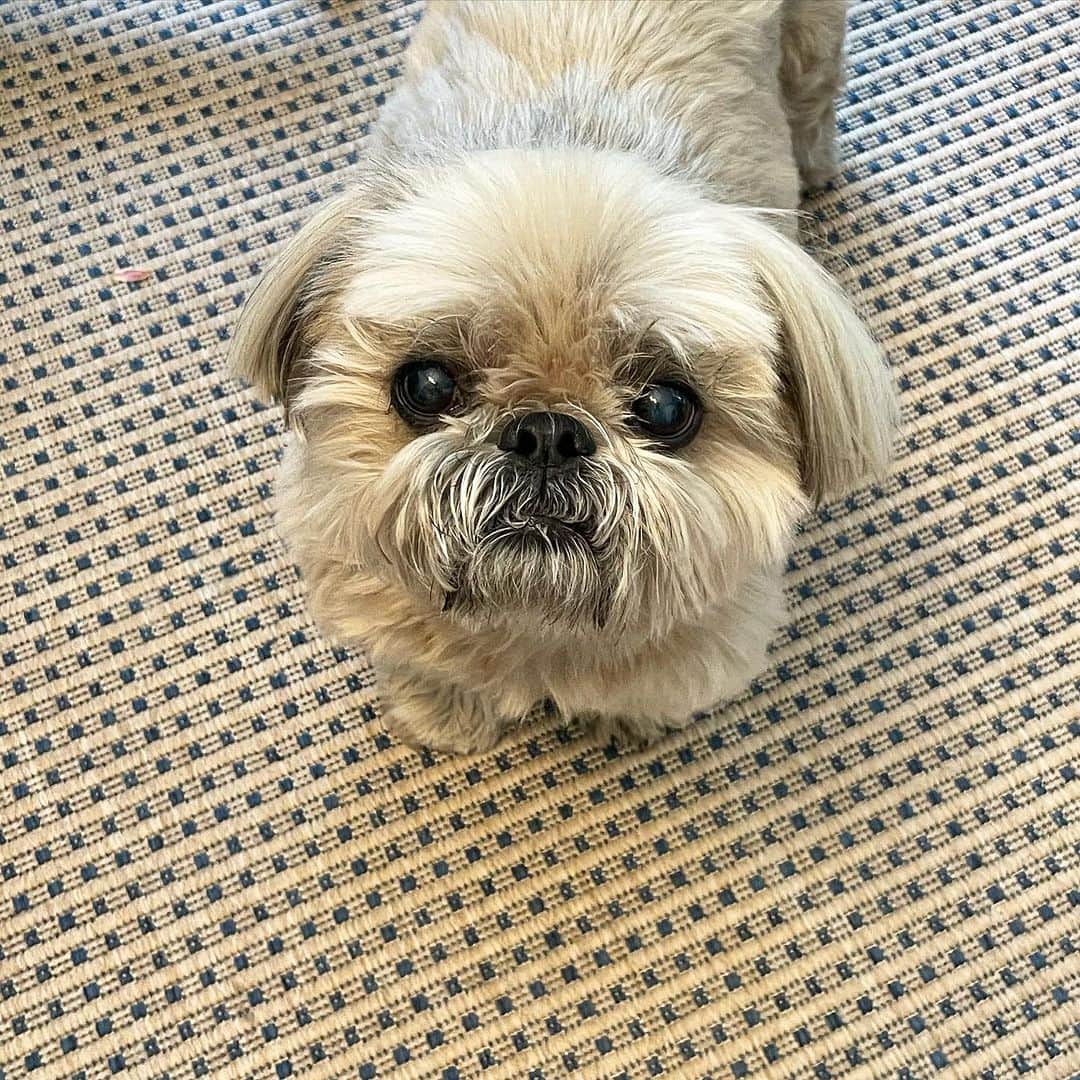 Dougie the Shih Tzuのインスタグラム：「Rugged.」
