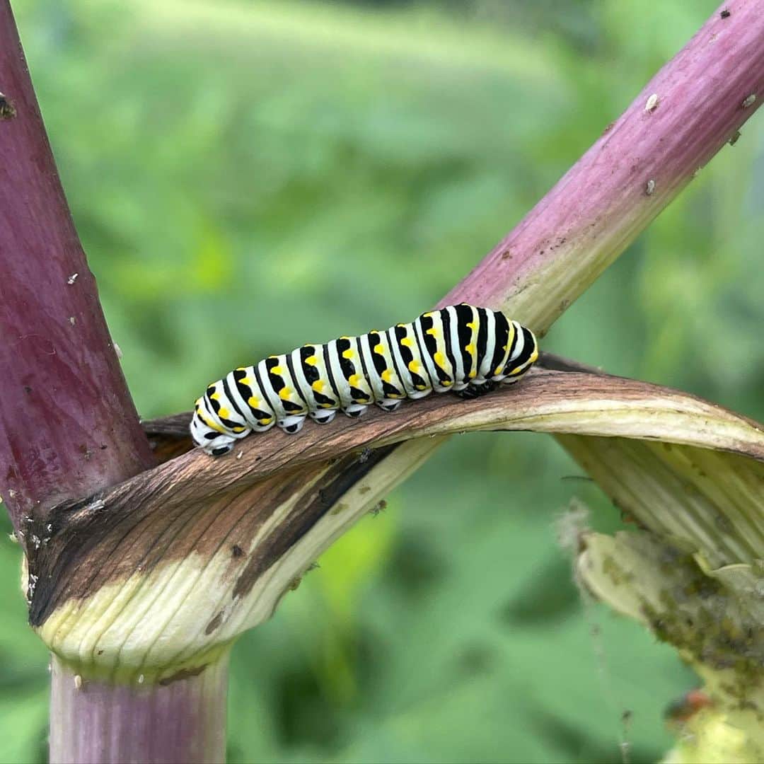 キーファー・ハベルのインスタグラム：「Swallowtail 🐈‍⬛」