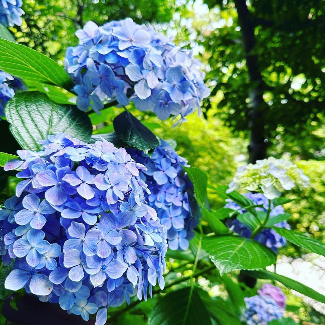 内田彩さんのインスタグラム写真 - (内田彩Instagram)「🐌💠  鎌倉の長谷寺に紫陽花を見に行ってきたときの写真☺︎  紫陽花大好き♡」7月2日 0時05分 - aya_uchi_da